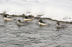 goosanders