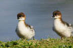 goosander chicks