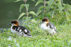 goosander chicks