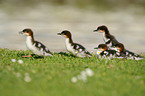 goosander chicks