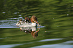 goosander