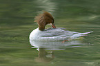 goosander