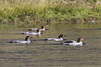 goosanders