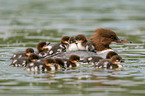 goosanders