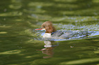 goosander