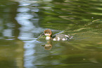 young goosander