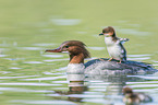 goosander