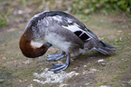 goosander