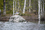 Goosanders