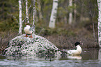 Goosanders