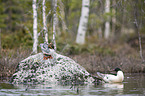 Goosanders