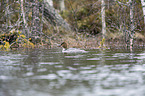 swimming Goosander