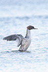 goosander