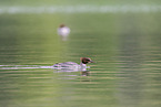 goosander