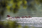 goosander
