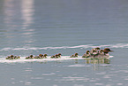 goosander