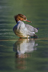 goosander