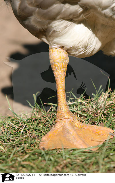 goose / SG-02211