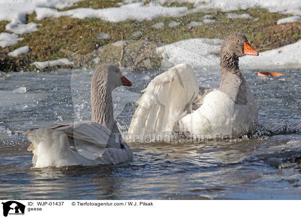 geese / WJP-01437