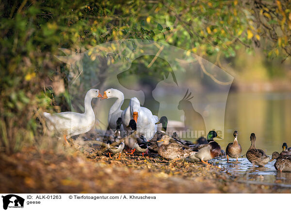 geese / ALK-01263
