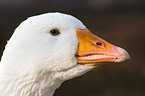 goose