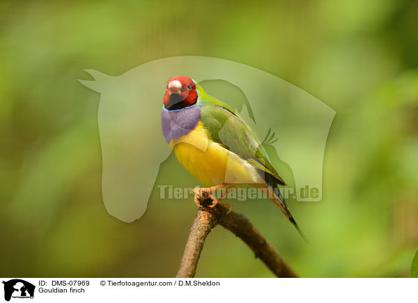 Rotkpfige Gouldamadine / Gouldian finch / DMS-07969