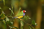 Gouldian finch