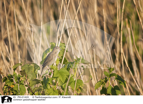 Feldschwirl / common grasshopper warbler / PK-01420