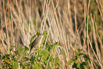 common grasshopper warbler