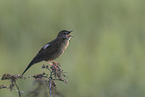 common grasshopper