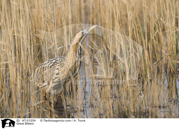 Rohrdommel / Great Bittern / AT-01254