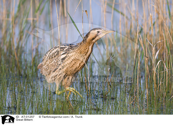 Rohrdommel / Great Bittern / AT-01257