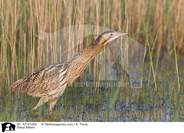 Rohrdommel / Great Bittern / AT-01258