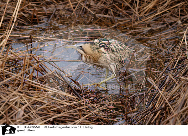 great bittern / THA-09559