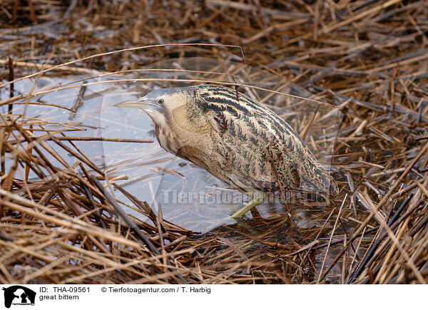 great bittern / THA-09561