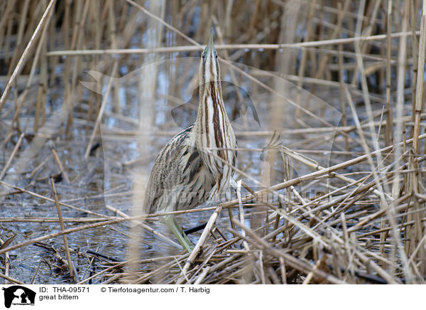 great bittern / THA-09571