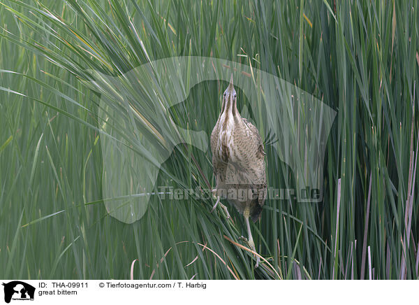 great bittern / THA-09911