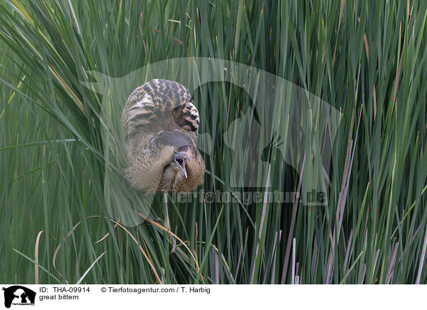 great bittern / THA-09914