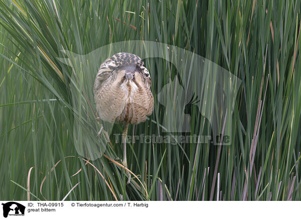 great bittern / THA-09915