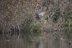 great bittern