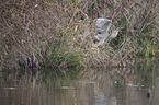 great bittern