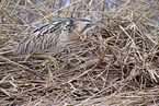 great bittern