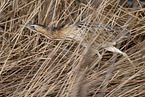 great bittern