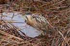 great bittern