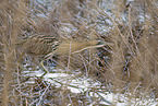 great bittern