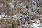 great bittern