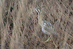 great bittern