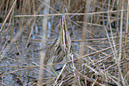 great bittern