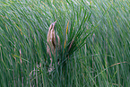 great bittern