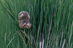 great bittern